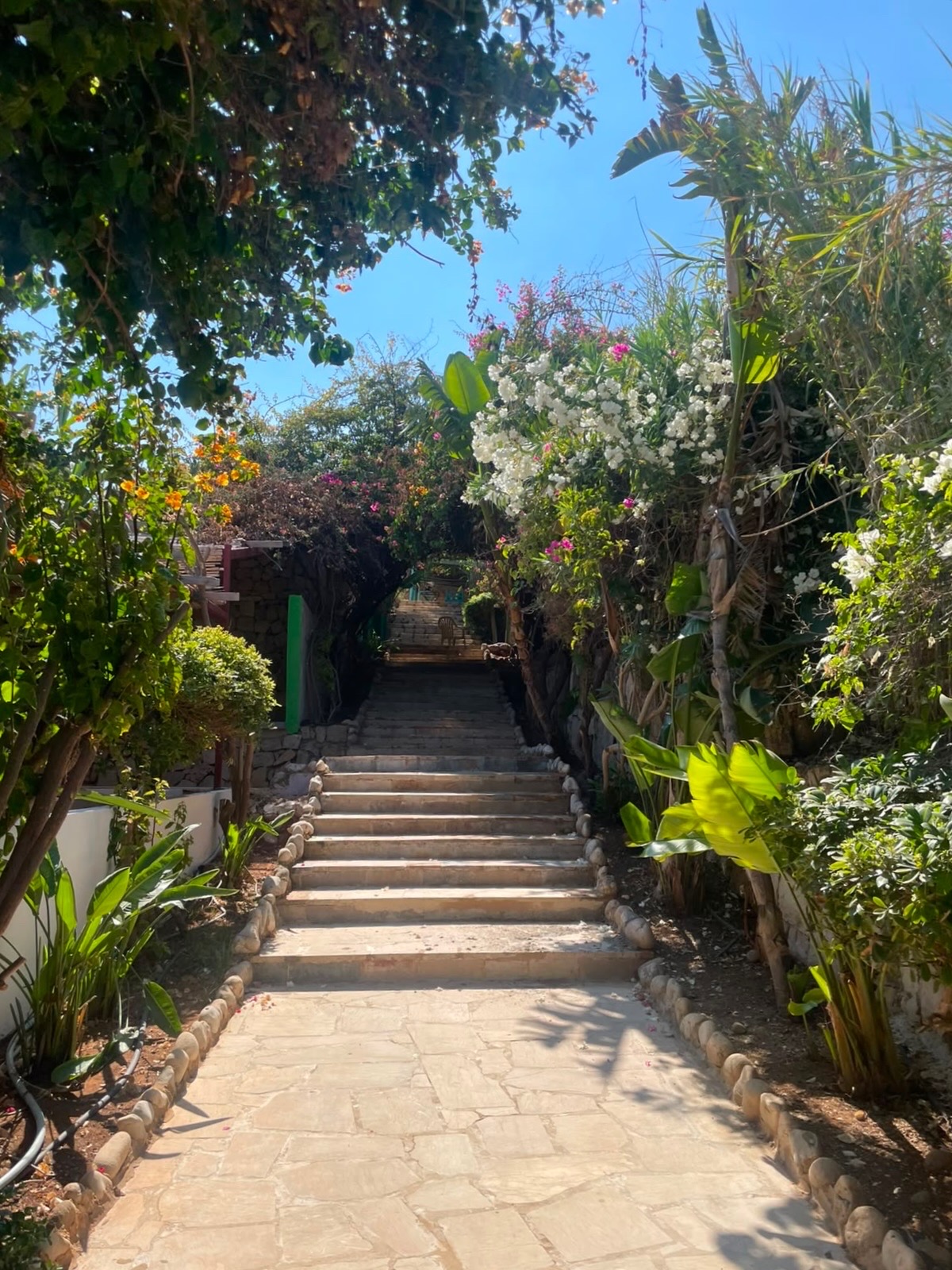 Stone stairway lined with bougainvillea and tropical plants at Side B